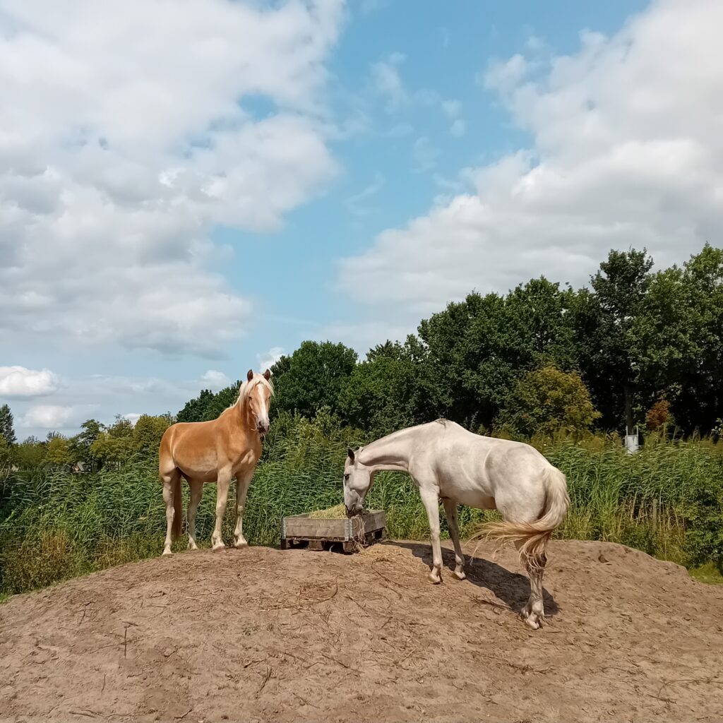 Mijn paard Weran met zijn beste maatje dat helaas verhuisd is.