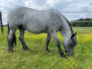 Op basis van foto’s en uiteraard zonder informatie ging ik voor de dames aan de slag. Ik maakte contact met het dier en daar kwam informatie uit die met haar verleden te maken had.